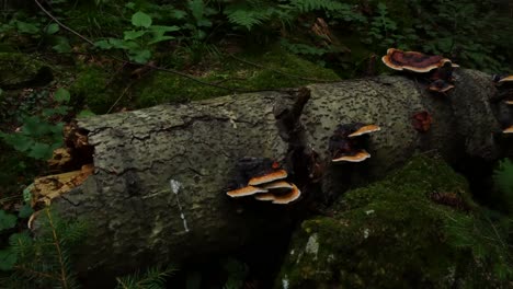 toma panorámica de hongos en un árbol muerto caído
