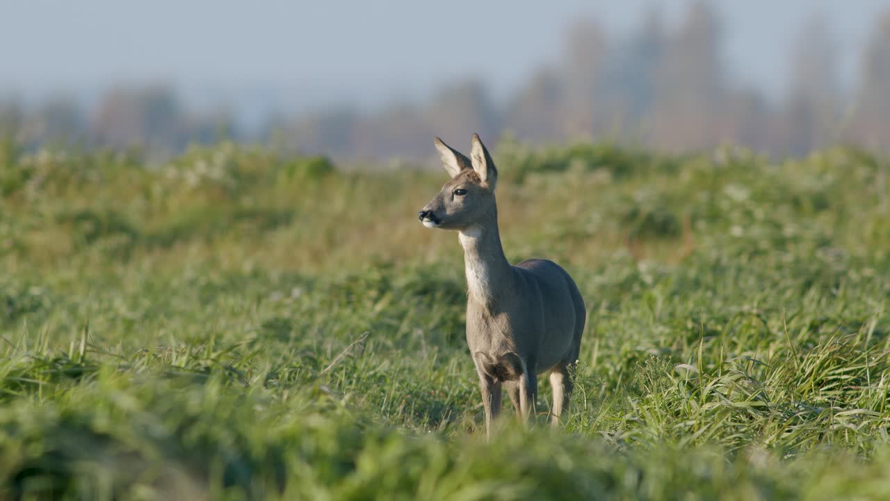 초원 목장 가을 황금 시간 빛에 일반적인 야생 노루 완벽한 근접 촬영