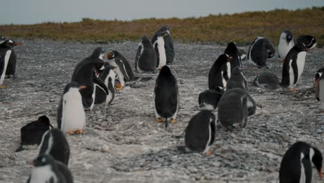 Colony-Of-Gentoo-Penguins-Standing-At-Isla-Martillo-In-Tierra-de-Fuego,-Argentina