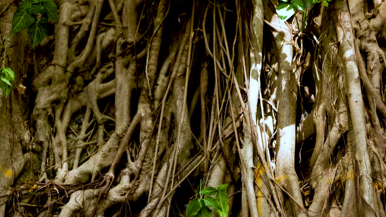Banyan tree roots and leaves in natural setting