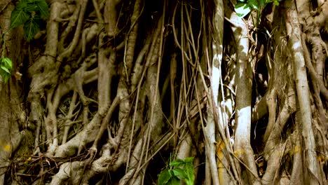 banyan tree roots and leaves in natural setting