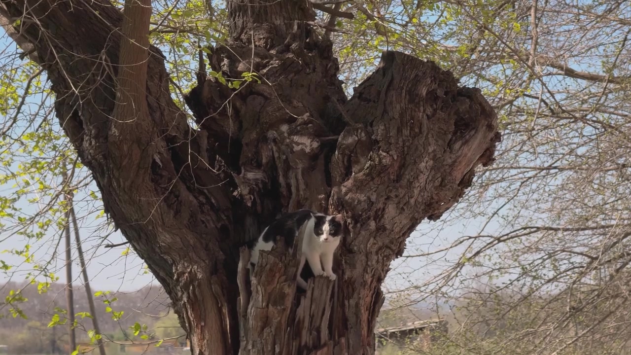 Una ripresa di un gatto bianco e nero che esplora il tronco cavo di un grande albero, muovendosi curiosamente dentro e fuori la cavità mentre ispeziona con calma l'ambiente naturale circostante.