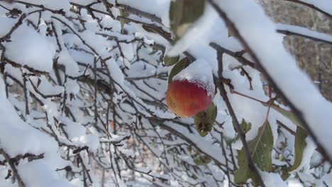 bright red apple with fresh snow on top, clinging to apple tree