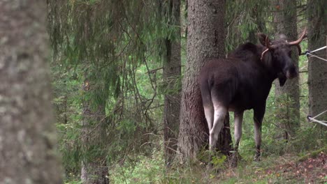 Un-Gran-Alce-Caminó-En-El-Bosque