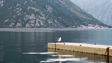 A-white-seagull-sitting-and-chilling-on-a-stone-pier-in-the-bay-of-Kotor,-Montenegro,-cleaning-its-wings-with-its-beak-and-looking-around,-steep-mountains-in-the-background-behind-the-bay,-static-4K