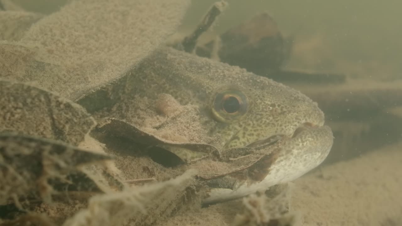 Wof-kala (Hoplias malabaricus) metsästämässä matalissa vesissä Rio Negron sivujoessa Amazonin sademetsässä Brasiliassa.
