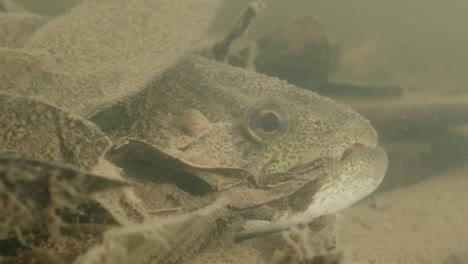 wof fish ( hoplias malabaricus) hunting in shallow waters in a tributary of the rio negro in the amazon forest in brazil.