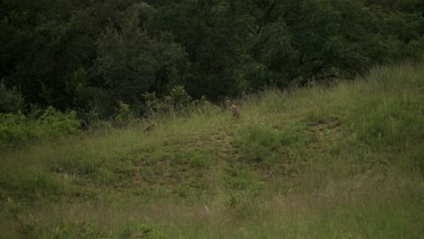 Egyptian-Geese-wading-in-the-grass