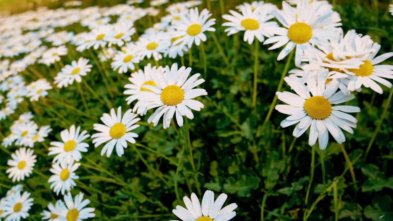 A low-angle video captures a field of daisies, emphasizing their vibrant white petals and yellow