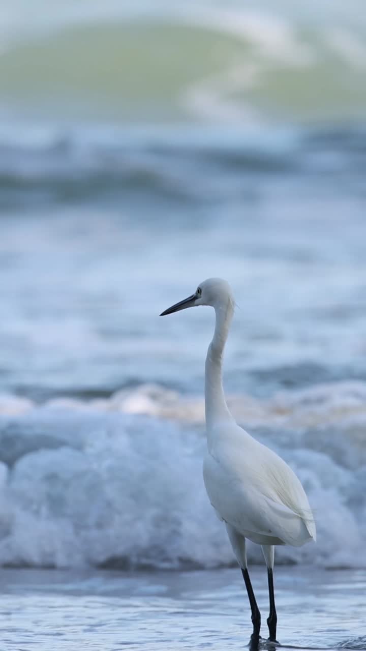 pájaro navegando por las olas en una playa