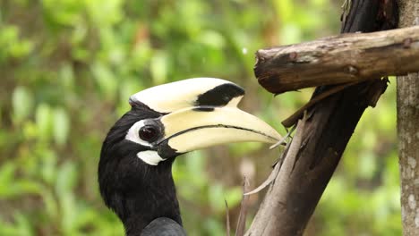 hornbill catching and eating prey on branch.