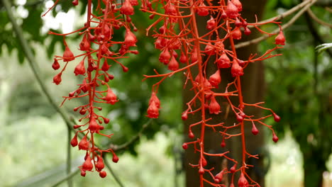 flor del árbol de llama de illawarra