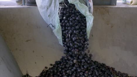 aceite de oliva, producción de aceite de oliva, aceite de oliva, fábrica, producción, fabricación, procesamiento, etapas, cosecha, recogida, limpieza, molienda, malaxación, centrifugación, almacenamiento