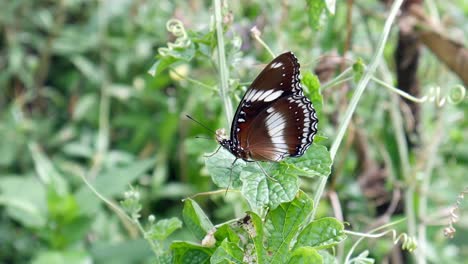 Schöne-Braune-Schmetterlinge-Sitzen-Auf-Grünen-Blättern