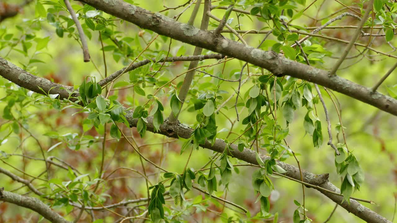 약간 새로운 월드 워블러, 아메리칸 레드스타트, 세토파가 루티실라, 새까만 깃털과 낮에 한 가지에서 다른 가지로 뛰어다니는 날개와 꼬리에 주황색-빨간색 패치