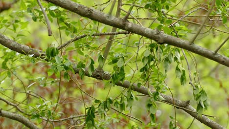 A-little-new-world-warbler,-American-redstart,-setophaga-ruticilla-with-jet-black-plumage-and-orange-red-patches-on-their-wings-and-tails-hopping-from-one-branch-to-another-at-daytime