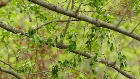 una pequeña reinita del nuevo mundo, colirrojo americano, setophaga ruticilla con plumaje negro azabache y parches de color rojo anaranjado en sus alas y colas saltando de una rama a otra durante el día