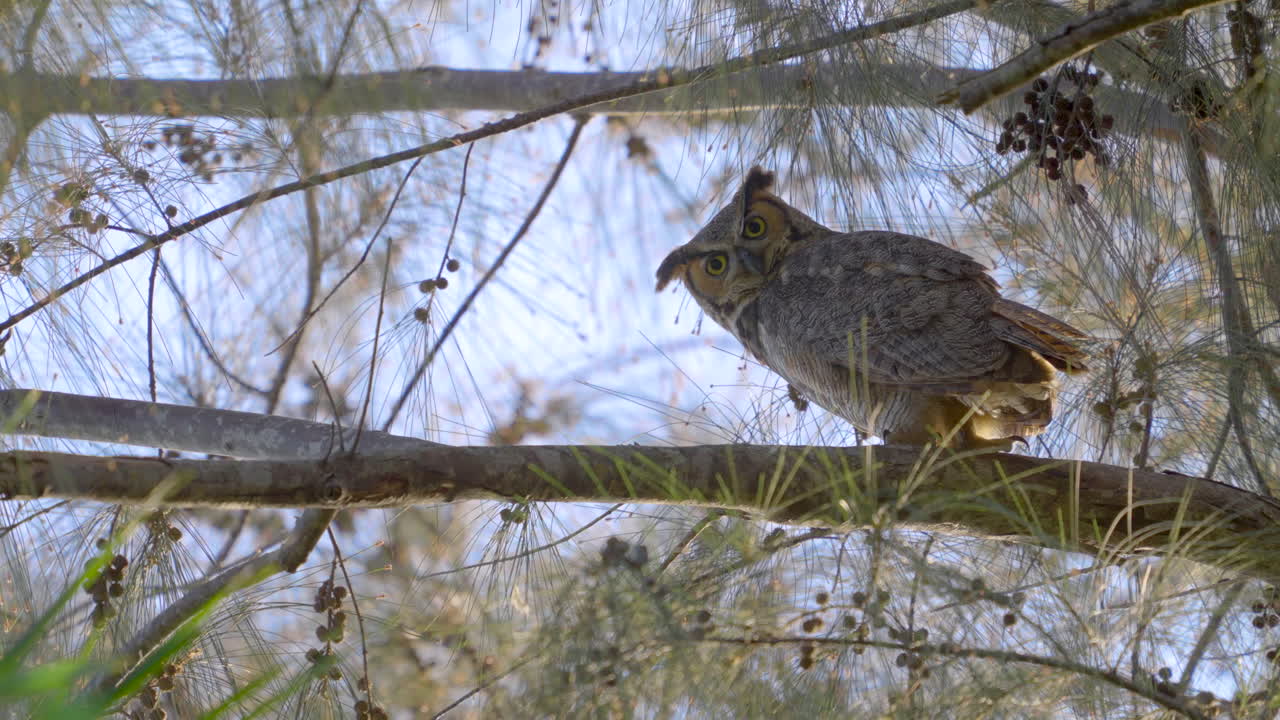 Great Horned Owl Looking Up While Perched on Australian Pine Branch