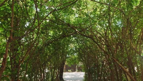 Looking-Up-at-a-Tunnel-of-Trees-Over-a-Pathway