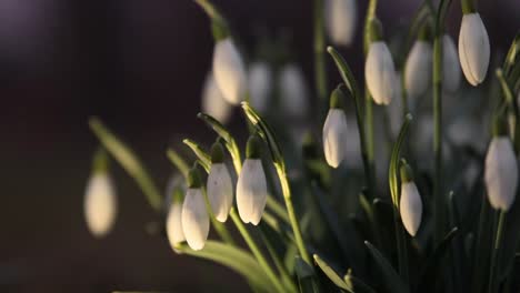 Galanthus,-Schneeglöckchen-Blumen-Hautnah-In-Einem-Park-In-Südschweden-6