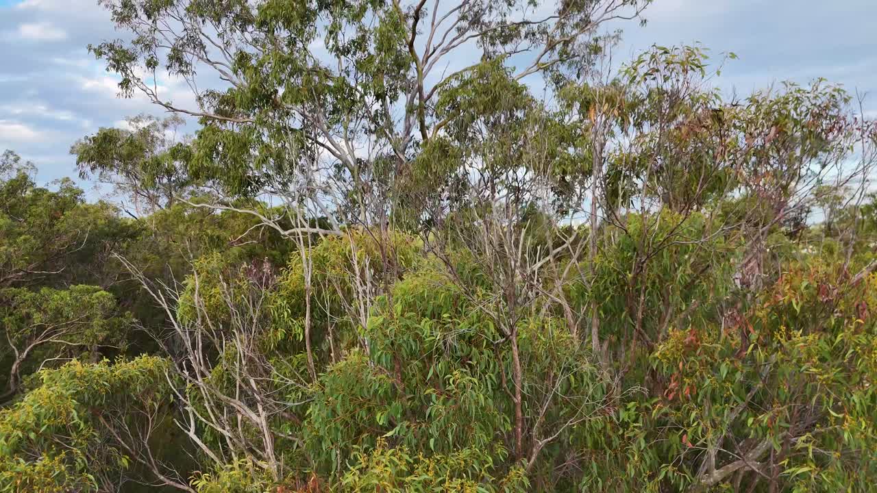 Aerial view of eucalyptus trees as a drone ascends, revealing lush greenery and suburban landscape under soft daylight