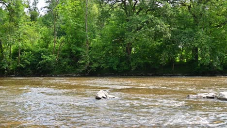 river flowing in the forest