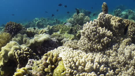 Flug-über-Gesundes-Korallenriff-Im-Indopazifik-Mit-üppiger-Korallenvielfalt,-Rotzahniger-Drückerfisch-Im-Wasser,-Gute-Sicht
