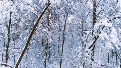 Snowy-branches-in-forest.-Winter-fairy-background