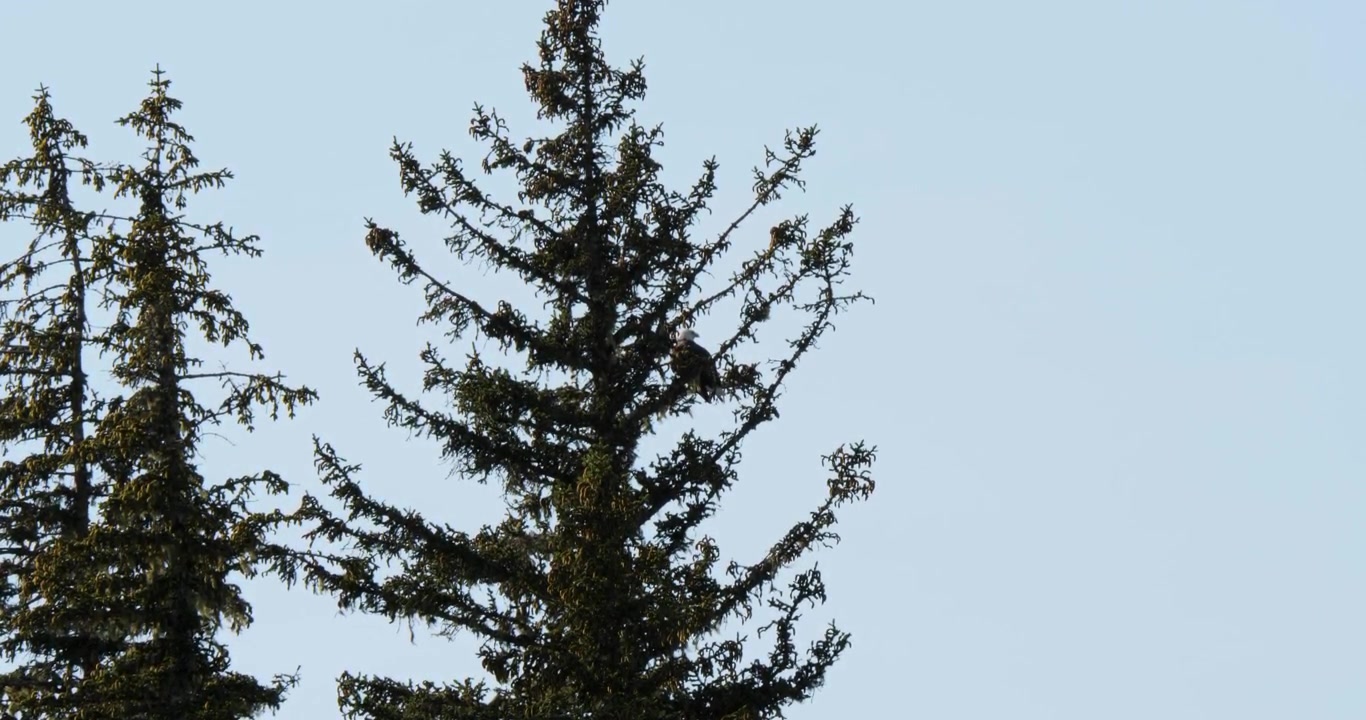 Bald Eagle resting on a pine tree, Juneau, Alaska.