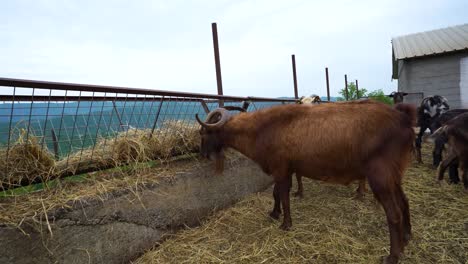 Long-Horned-Goat-Feeding-in-the-Barnyard,-Approaching-the-Camera-for-a-Close-Encounter-at-the-Dairy-Farm