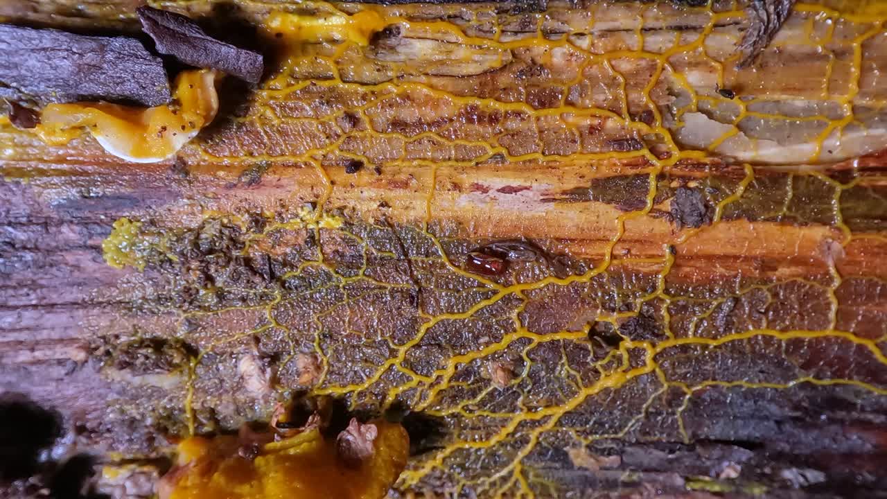 점액  ⁇ 이 플라스모디움 이동 시간  ⁇ 스