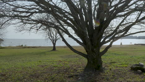 a large tree with bare branches stands on a grassy field near a calm riverside under a clear sky