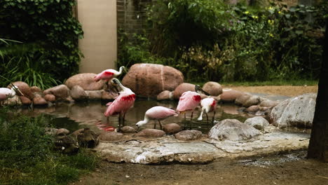 group of flamingoes feeding in an enclosed area with natural background