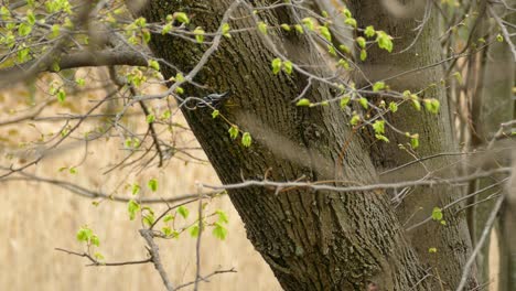 a bird with camouflage white and black stripe bird jumping on the tree