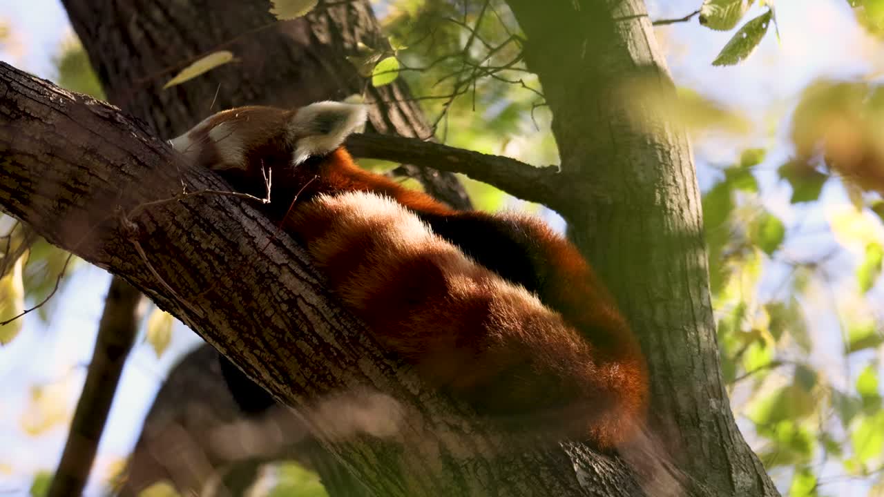 나무 가지 에 은 판다 가 쉬고 있다