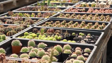 rows of cacti in a greenhouse setting