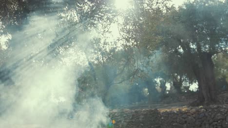 Sunlight-beams-through-billowing-smoke-olive-trees