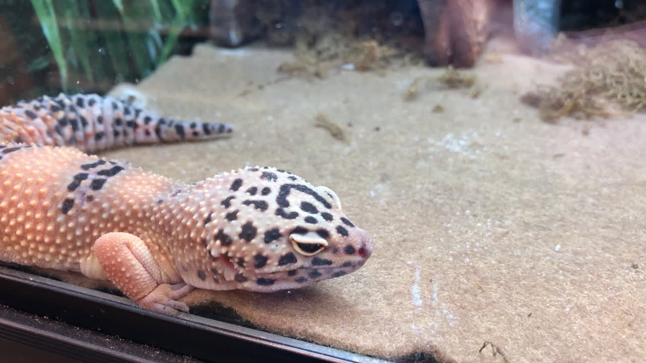 Fancy Leopard Gecko Resting in Pet Store Display Case: A Close-Up Look