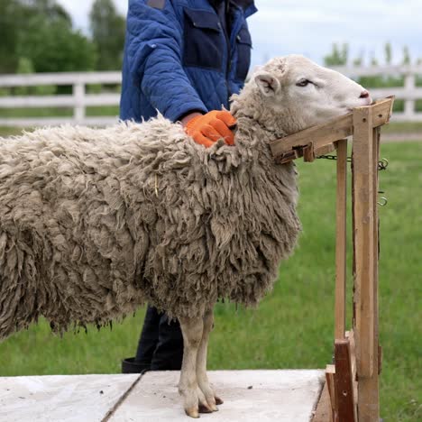 shearing of sheep wool. farmer shearing sheep for wool in barn