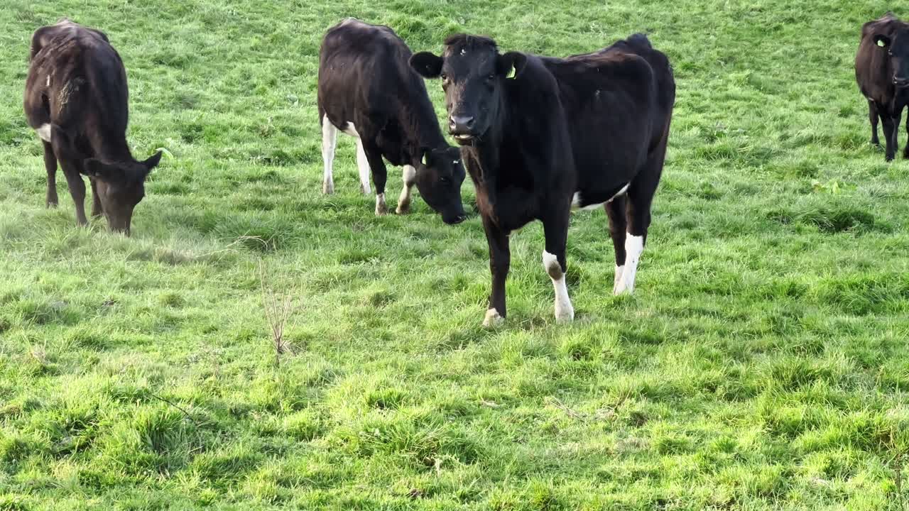Mucche bianche e nere pascolano e camminano attraverso un prato verde lussureggiante in un tranquillo ambiente rurale.
