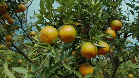 orange trees with ripe fruit