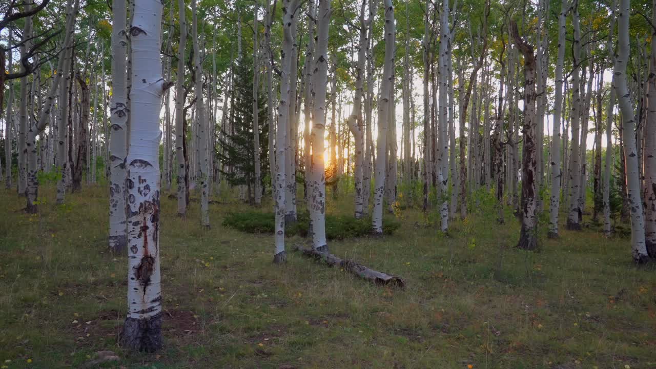 Quaking Aspen Mount Shavano trailhead Colorado San Isabel White River National Forest sunrise sunset golden hour morning sun flare colors fall autumn foliage leaf peeping Kebler Pass Vail pan right