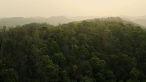 beautiful aerial view of dense forest