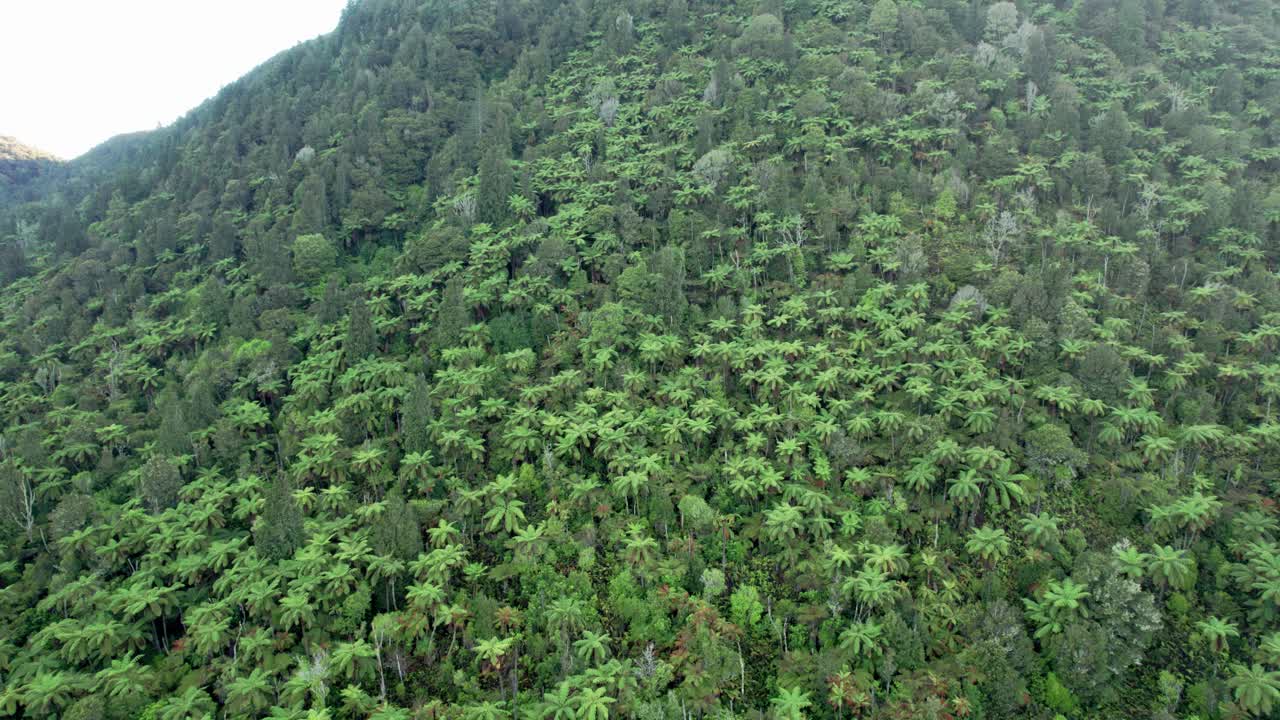 vuelo aéreo lentamente hacia helechos y arbustos nativos en el lago azul rotorua nueva zelanda