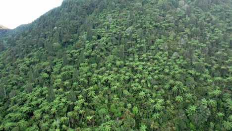 Vuelo-Aéreo-Lentamente-Hacia-Helechos-Y-Arbustos-Nativos-En-El-Lago-Azul-Rotorua-Nueva-Zelanda