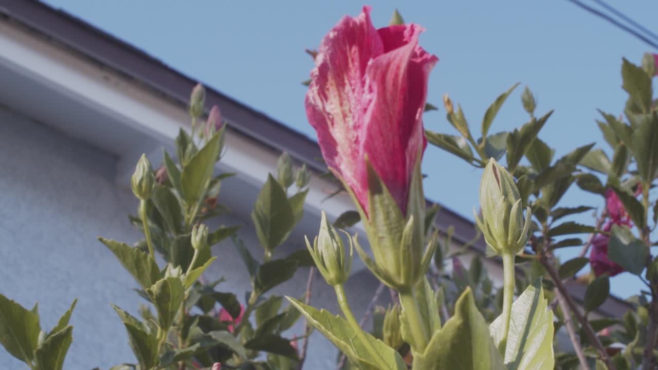 mirando una flor rosa en una brisa ligera