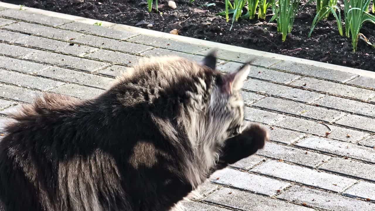Maine Coon cat cleans its fur outdoors, showing natural grooming behavior in calm surroundings