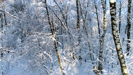 Snowy-branches-in-forest.-Winter-fairy-background