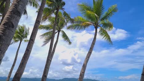 leaning palm trees over waves and sand of white beach, boracay, philippines