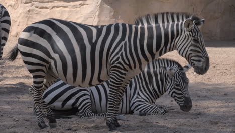 Zebras-Im-Zoo,-Ein-Tier-Ist-Schwanger